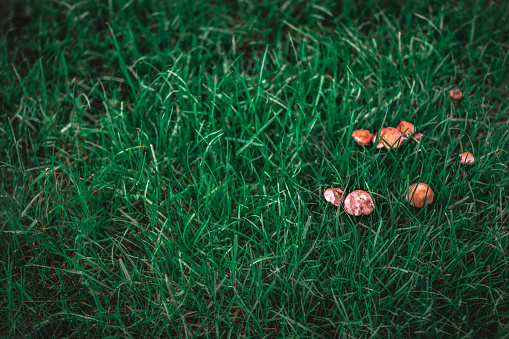 Small brown poisonous mushrooms grow in the green grass after heavy rain. Copy space