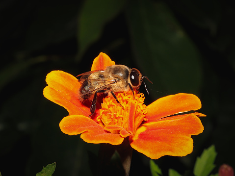 Honeybee on the French marigold flower. Honeybee on the flower. mutualism between honeybee and flower. bee on flower.