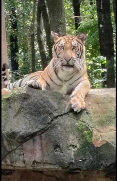 istock The tiger was again sitting on a boulder 1498390579