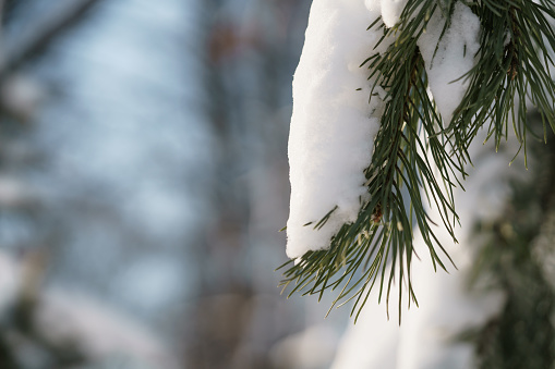 small spruce tree in warm morning after snowfall, shallow focus