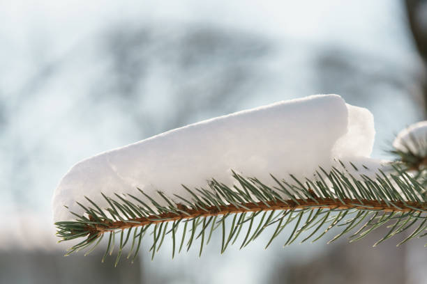 Closeup of pine tree branch