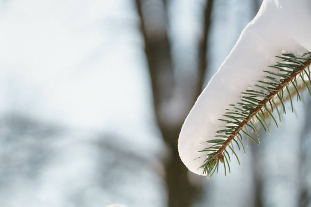 small spruce tree in warm morning after snowfall, shallow focus