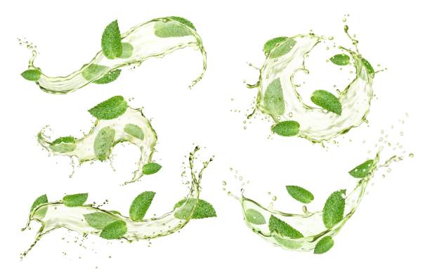 illustrazioni stock, clip art, cartoni animati e icone di tendenza di spruzzi di tè verde con foglie di menta, bevanda - mint peppermint water leaf