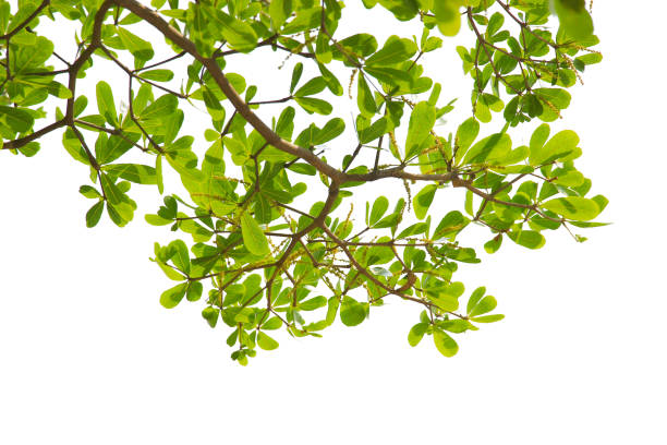 istock green leaf or tree branch isolated on white background and clipping path. 1498393026