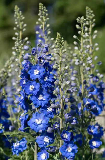 Several plants of blue tall larkspur growing side by side in a garden. The flowers are blue and radiant