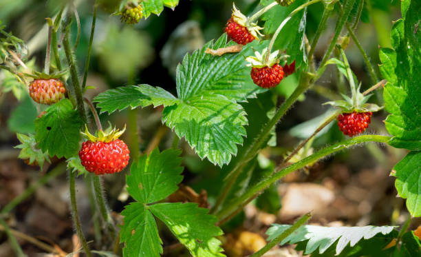 wild strawberry in the forest