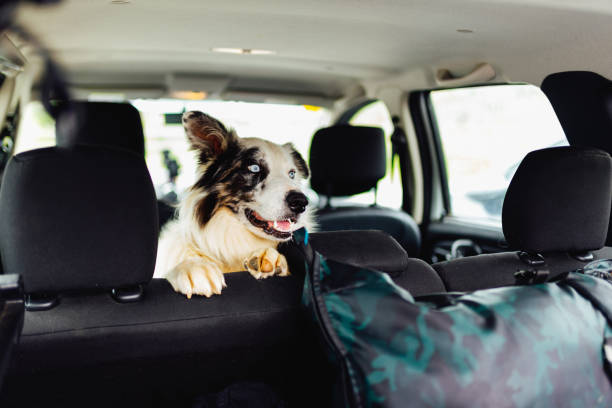 istock Traveling with dog 1498396762