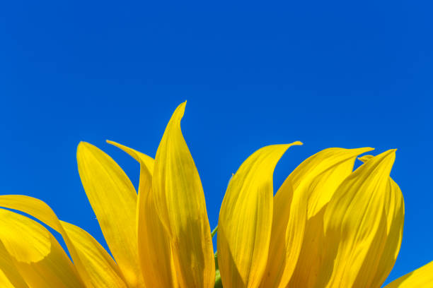 istock Yellow field of sunflowers 1498400573