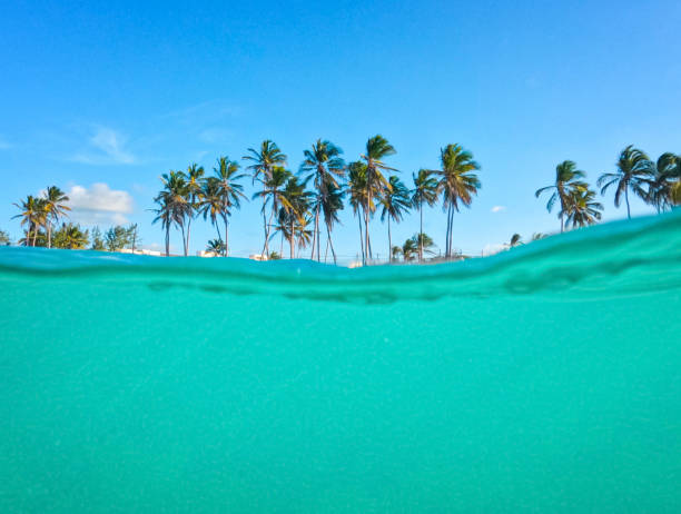 a moitié sous l’eau d’eau de mer turquoise et de palmiers verts avec un ciel bleu sur fond à la plage de l’île tropicale. des vacances d’été incroyables - green sky water wave photos et images de collection