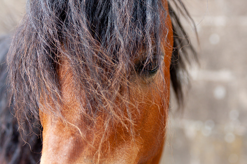 Close up shot of pretty bay pony with long shaggy scruffy mane and forelock over her eyes , in need of a hair cut.