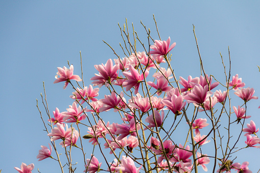 Beautiful magnolia tree, covered in pink blooms set against a bright blue sky on a spring day.