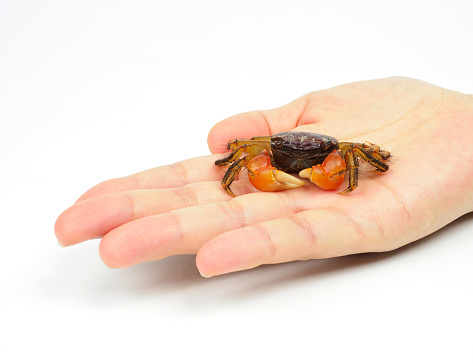 Cute Crab on White Background