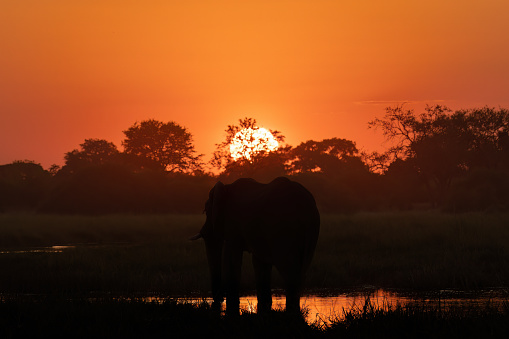 Lone elephant grazing in the savannah at sunset - Masai Mara, Kenya