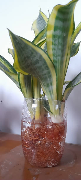istock Sansevieria laurentii or Snake Plant 1498402651