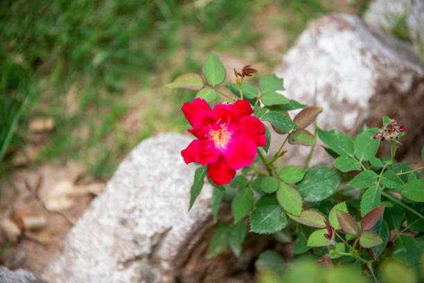 Red Rose plant in the garden