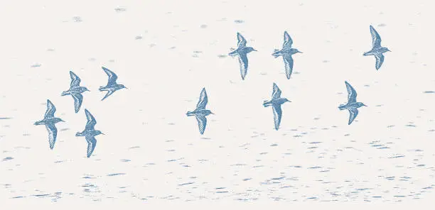 Vector illustration of Flock of Killdeer flying