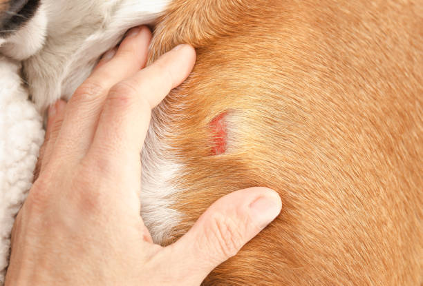 istock Hand inspecting dog with wound on shoulder hitting an object. 1498409230