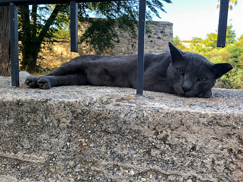 Domestic stray black cat is sleeping on wall in the garden