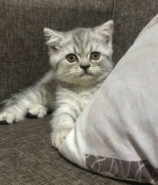 istock An adorable chubby and lazy pet cat 1498410474