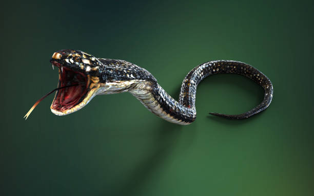 istock King cobra snake on green background. 1498410713