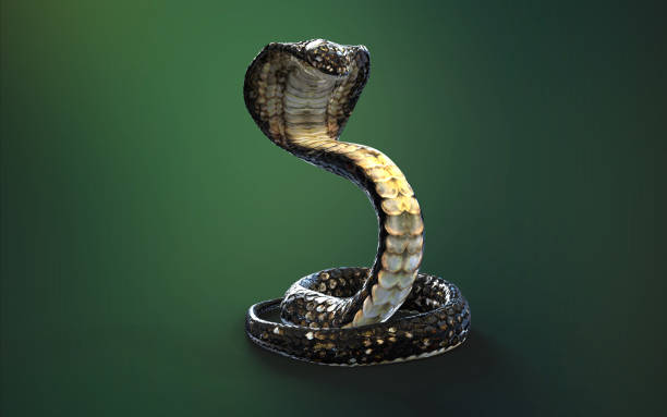 istock King cobra snake on green background. 1498410714