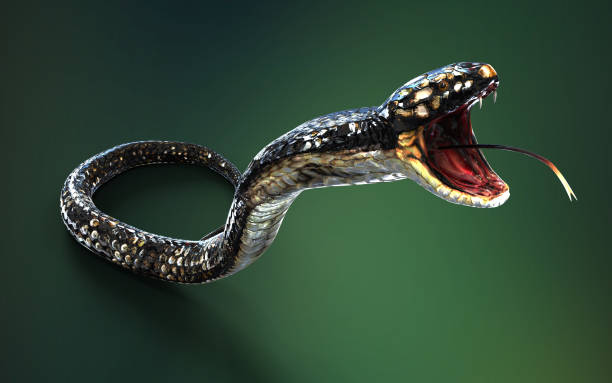 istock King cobra snake on green background. 1498410715