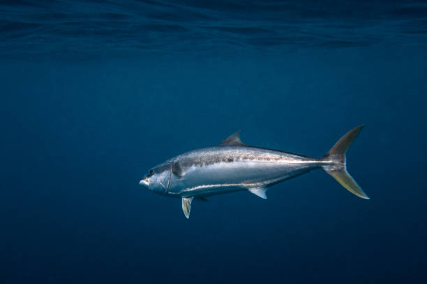 istock Yellowtail Kingfish swimming in blue ocean water 1498411287