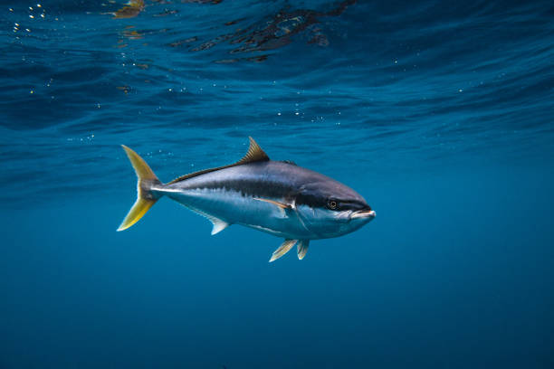 istock Yellowtail Kingfish swimming in blue ocean water 1498411292