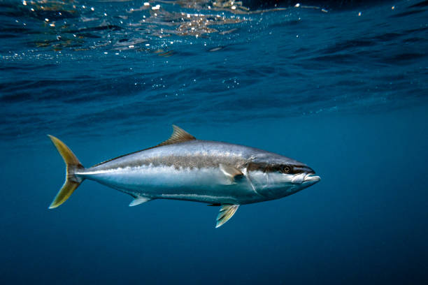 istock Yellowtail Kingfish swimming in blue ocean water 1498411318