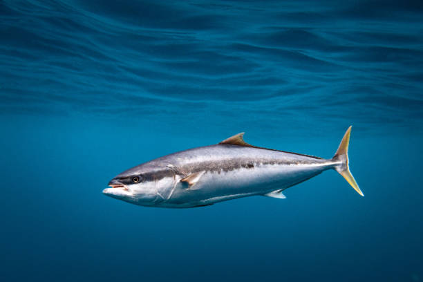 istock Yellowtail Kingfish swimming in blue ocean water 1498411383