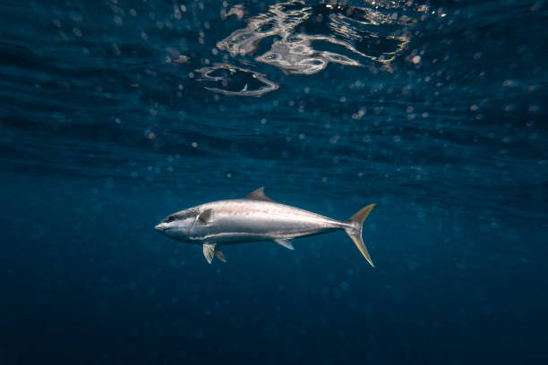 istock Yellowtail Kingfish swimming in blue ocean water 1498411385