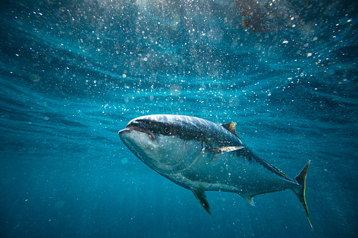 Kingfish swimming under the ocean's surface