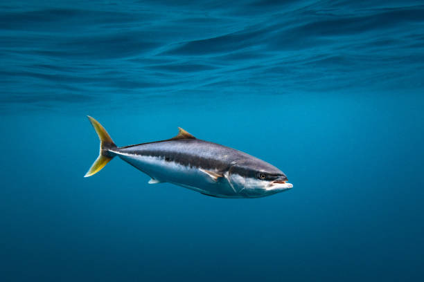 istock Yellowtail Kingfish swimming in blue ocean water 1498411421