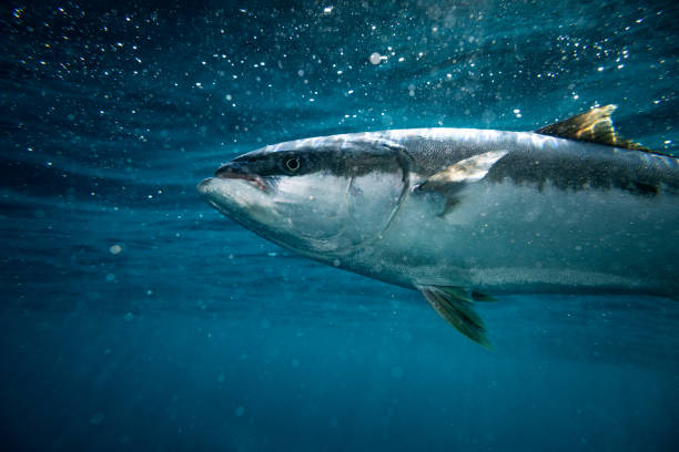 Kingfish swimming under the ocean's surface