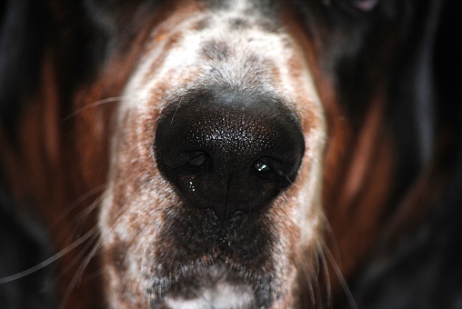 Selective focus on wet nose of Bassett Hound Puppy showing the details of the pores.