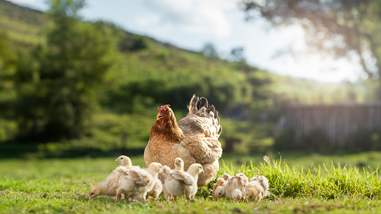 Chickens grazing on the grass outside a rural farmyard on a sunny summer day. Brown free range hen. Free range egg. Outdoor poultry. Free range chickens and free range chicks