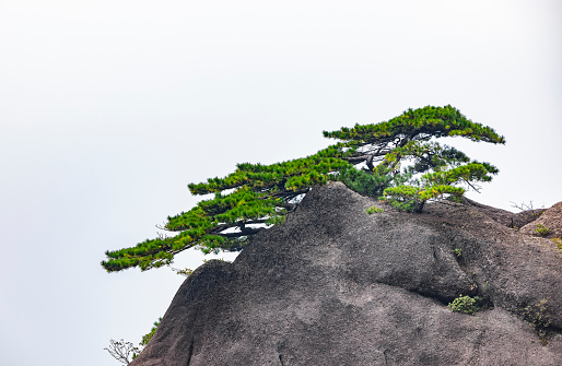 Young pine tree on hands,