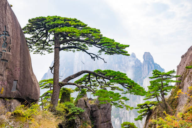 istock Pine trees in Huangshan Natural Scenic Area 1498413692