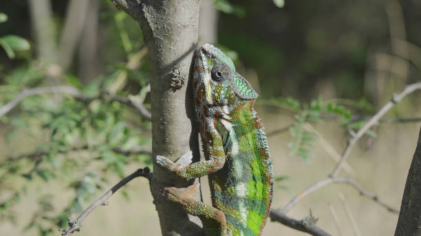 istock Green chameleon going up tree trunk on sunny day. Panther chameleon (Furcifer pardalis). 1498415139