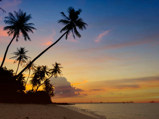 istock Summer tropical with colorful theme as palm trees on the beach background 1498415452