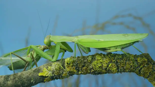 Photo of Sexual cannibalism, Close-up portrait of large female green praying mantis eats the male after mating on tree branch covered with lichen. Transcaucasian tree mantis (Hierodula transcaucasica)