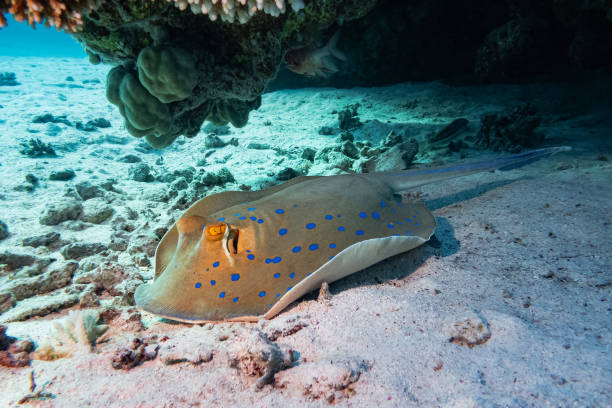 Bluespotted Ribbontail Ray (Taeniura Lymma), Red Sea, Egypt