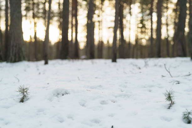 beautiful calm evening sunset in winter pine forest, tranquil landscape photo