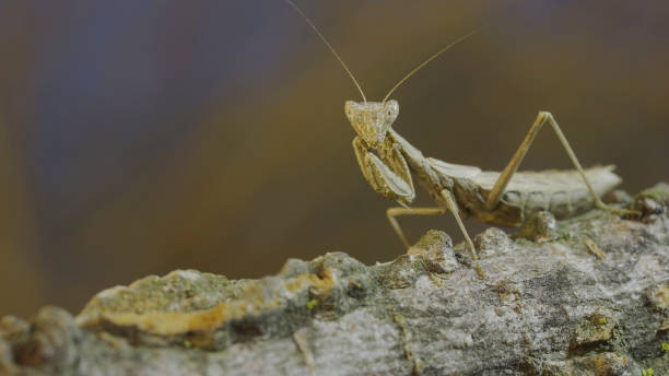 The female praying mantis sits on tree branch masquerading against its background and turns its head looking around. Crimean praying mantis (Ameles heldreichi)