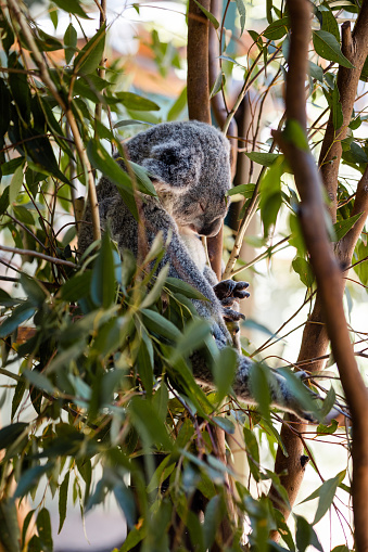 One koala in a tree looking over towards the camera.