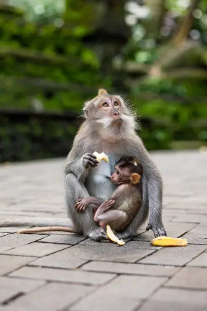 Low angle view of a baby monkey feeding from its mother while its mother eats a banana.