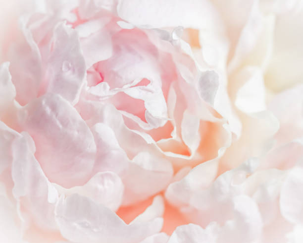 istock White pink peony petals. Soft focus. Abstract floral background for holiday design 1498420168