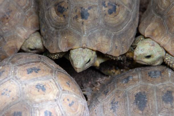 istock Youth Sulcata tortoise 1498420659