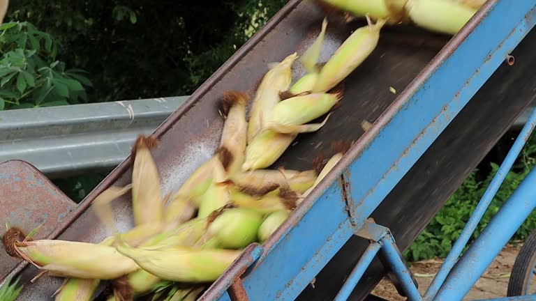 Sorting corn into the truck through the tossing machine