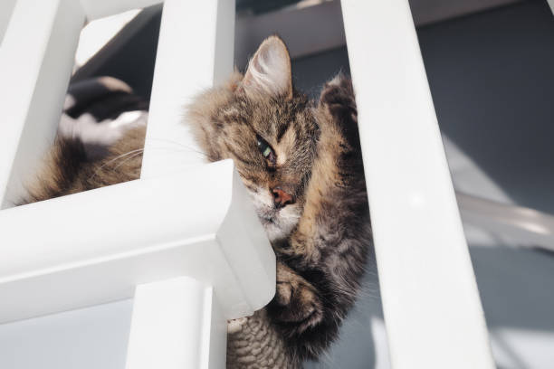 istock Relaxed tabby cat lying in staircase with funny paw position. 1498420780